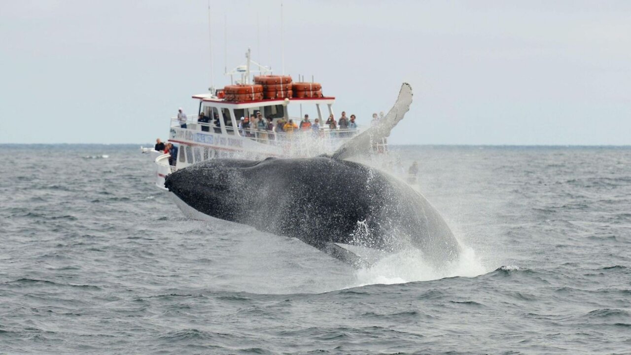 A Lobster Diver In The States Says He Got Swallowed By A Humpback Whale & Spat Back Out