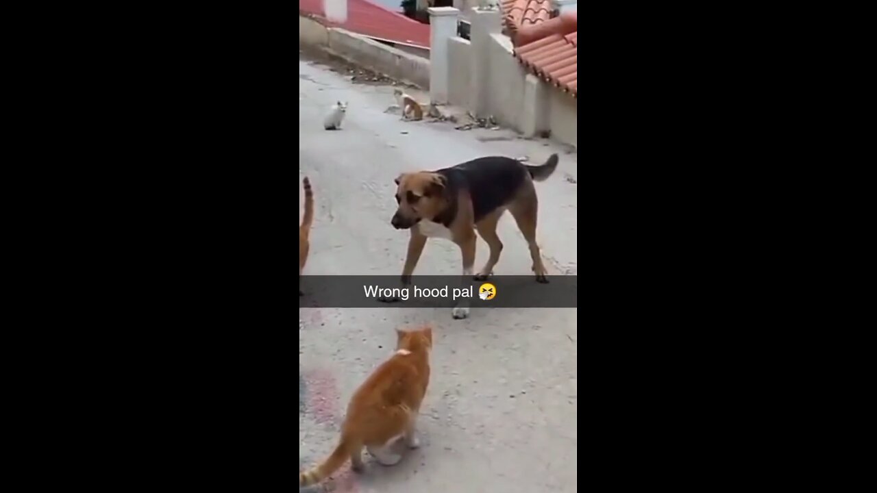 wrong hood pal 😺