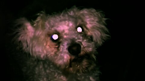 Scary Bichon