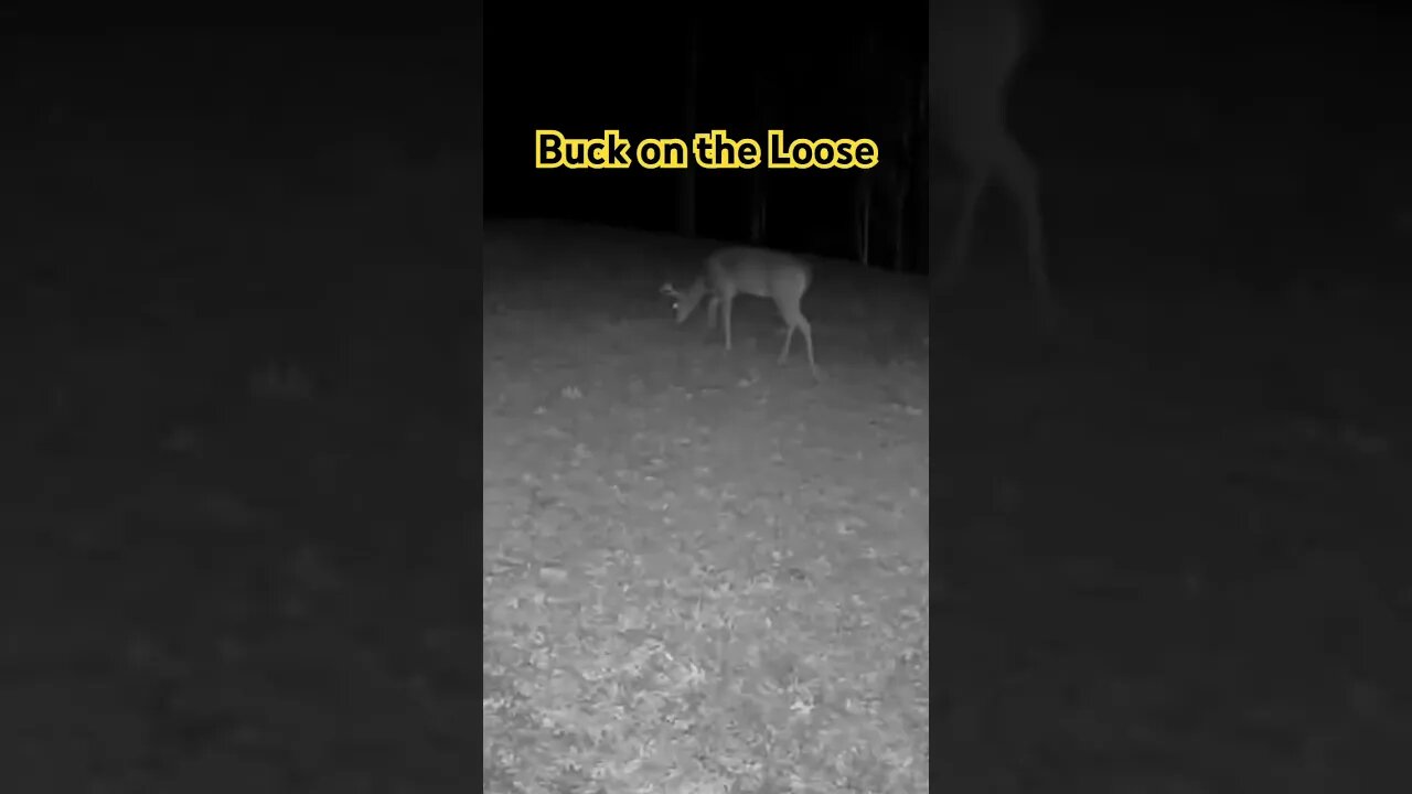 Trail Cam Trespasser: Buck's Great Wander #buck #deer #prepperboss