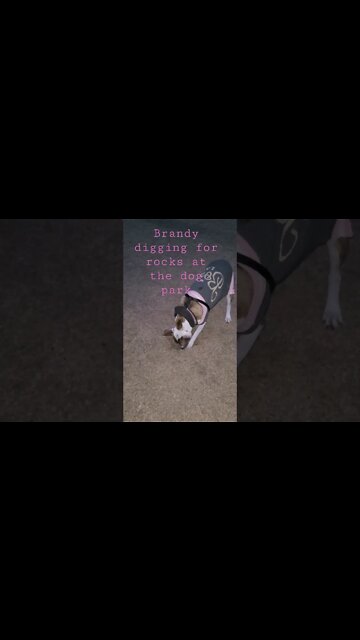 Brandy digging for rocks, #wtf #dog #pets