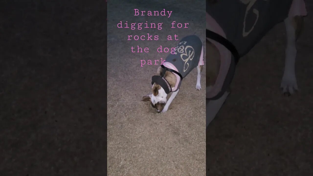 Brandy digging for rocks, #wtf #dog #pets