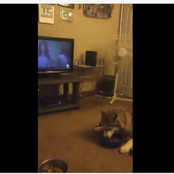 Dogs engage in truly epic argument