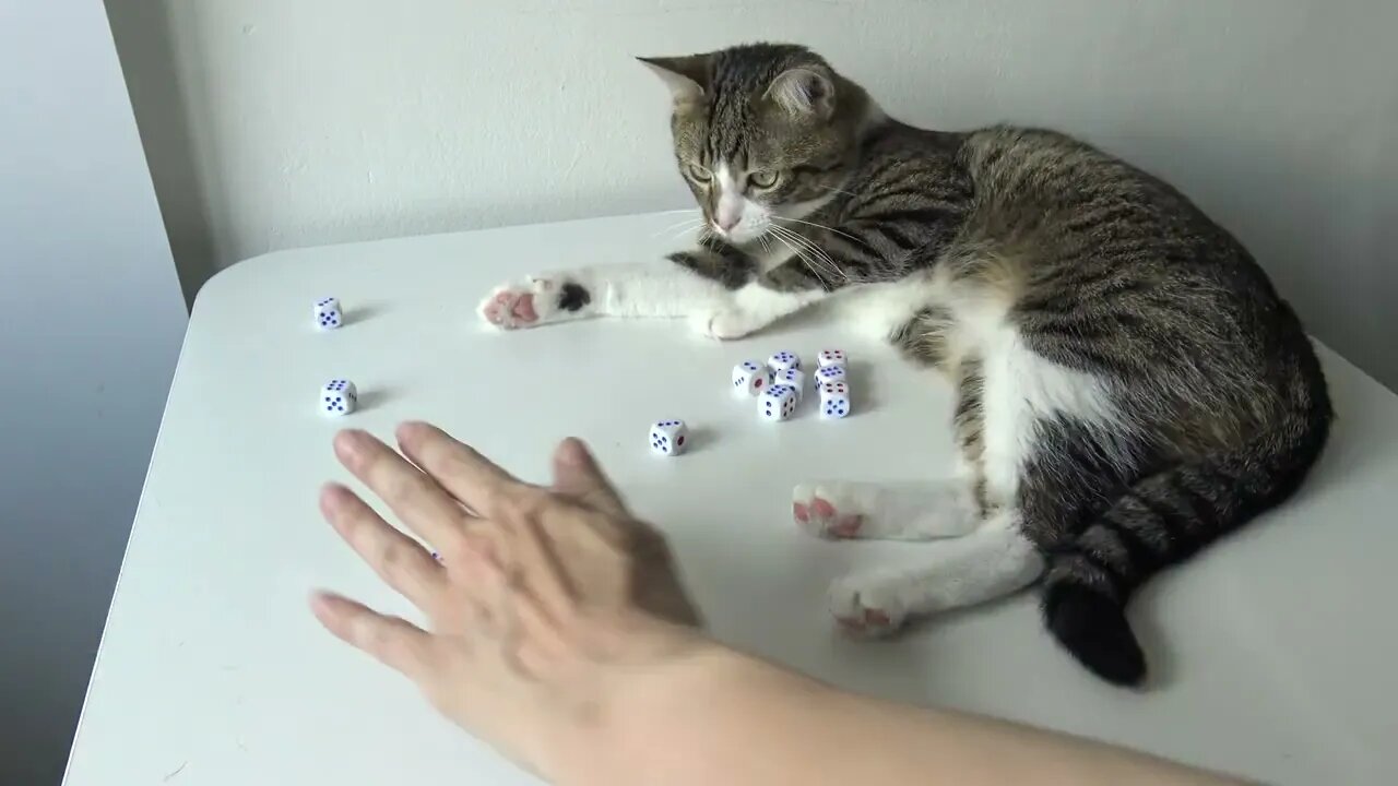 Cat Refuses to Play with Dice