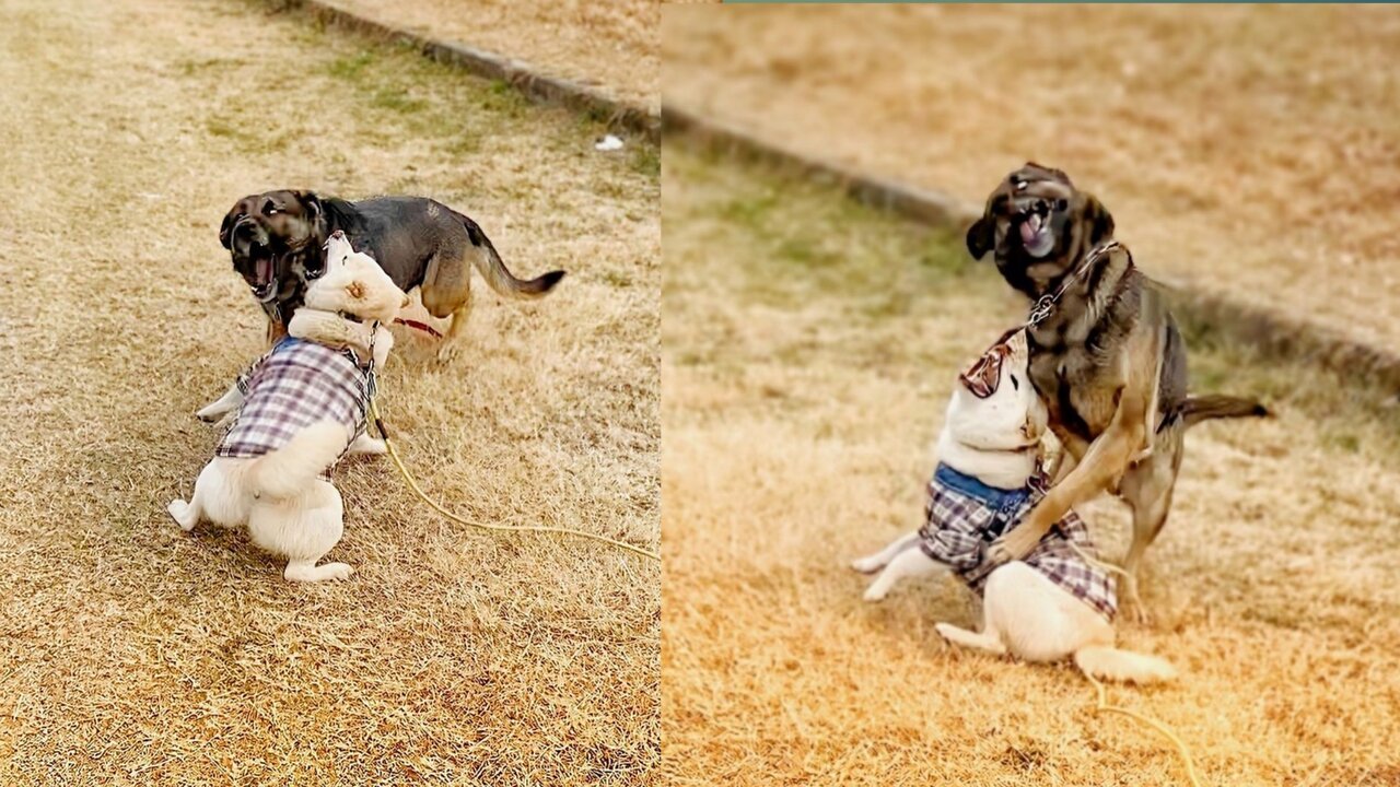 Funniest Dog Playing With Each Other Videos That Will Make You Laugh Funny Dogs Videos 02