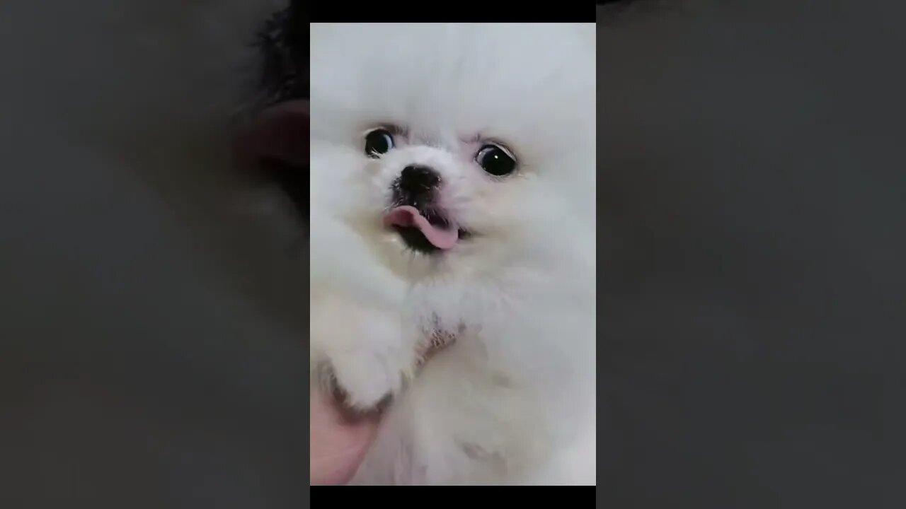 #shorts Смешные Собаки Из Тик Тока 91 Funny Dogs From Tiktok