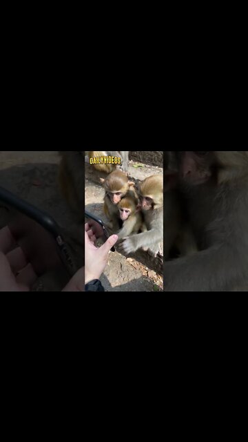 Watch These Monkeys Reaction TonThe Phone #shorts #funny