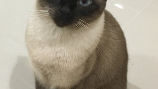 Cute Siamese cat Loves her hiding spot