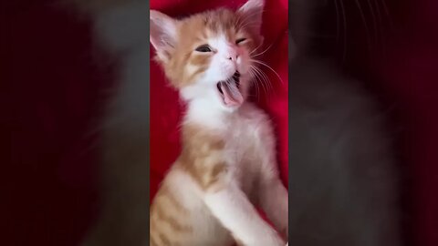 Little Lion Roar