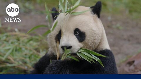 Giant pandas become newest members of the San Diego Zoo | NE