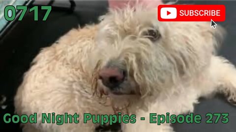 [0717] GOOD NIGHT PUPPIES - EPISODE 273 [#dogs #doggos #doggies #puppies #dogdaycare]