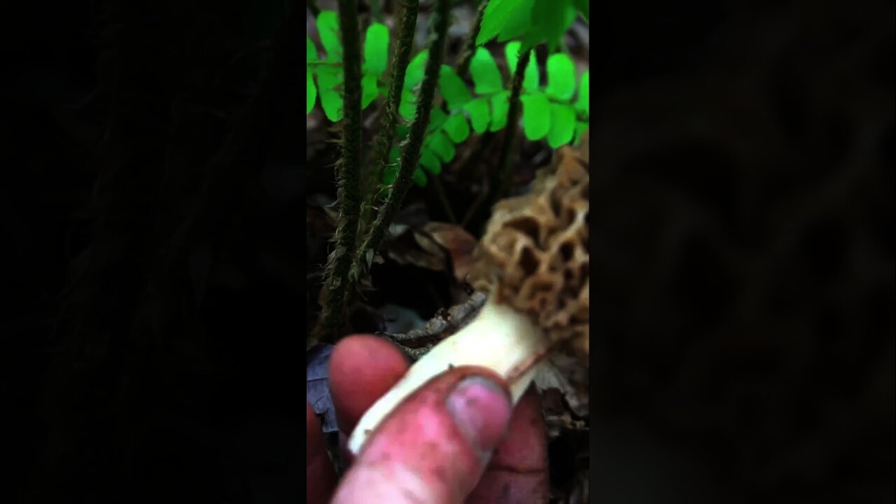 First Morels of the season! Mushroom hunting and foraging in the blue ridge mountains. #shorts