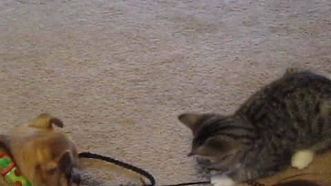 Kitten and dog keep each other entertained