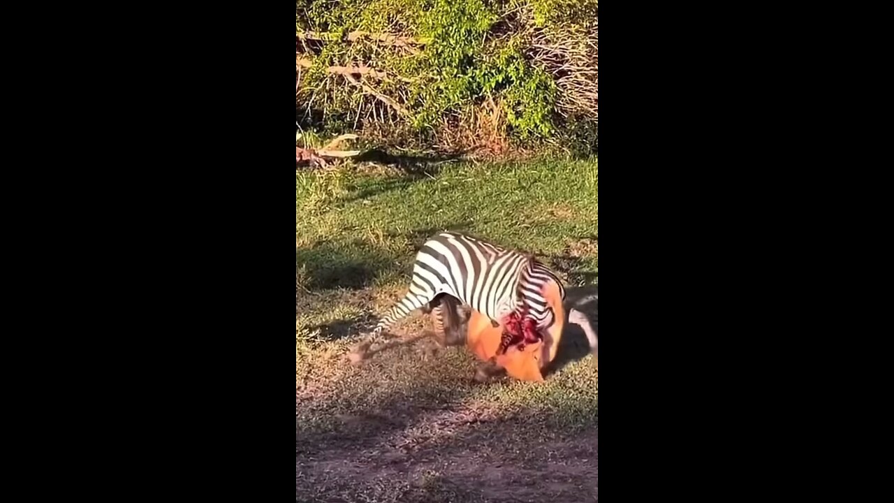 Vicious Lion