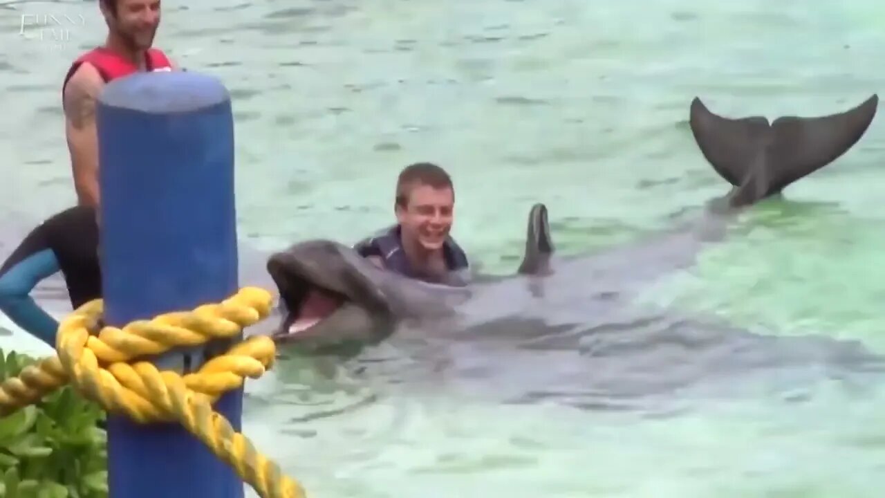 AMAZING DOLPHINS VIDEOS - FUNNY DOLPHINS COMPILATION