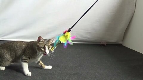 Funny Little Cat Jumps to Catch the Feather Toy