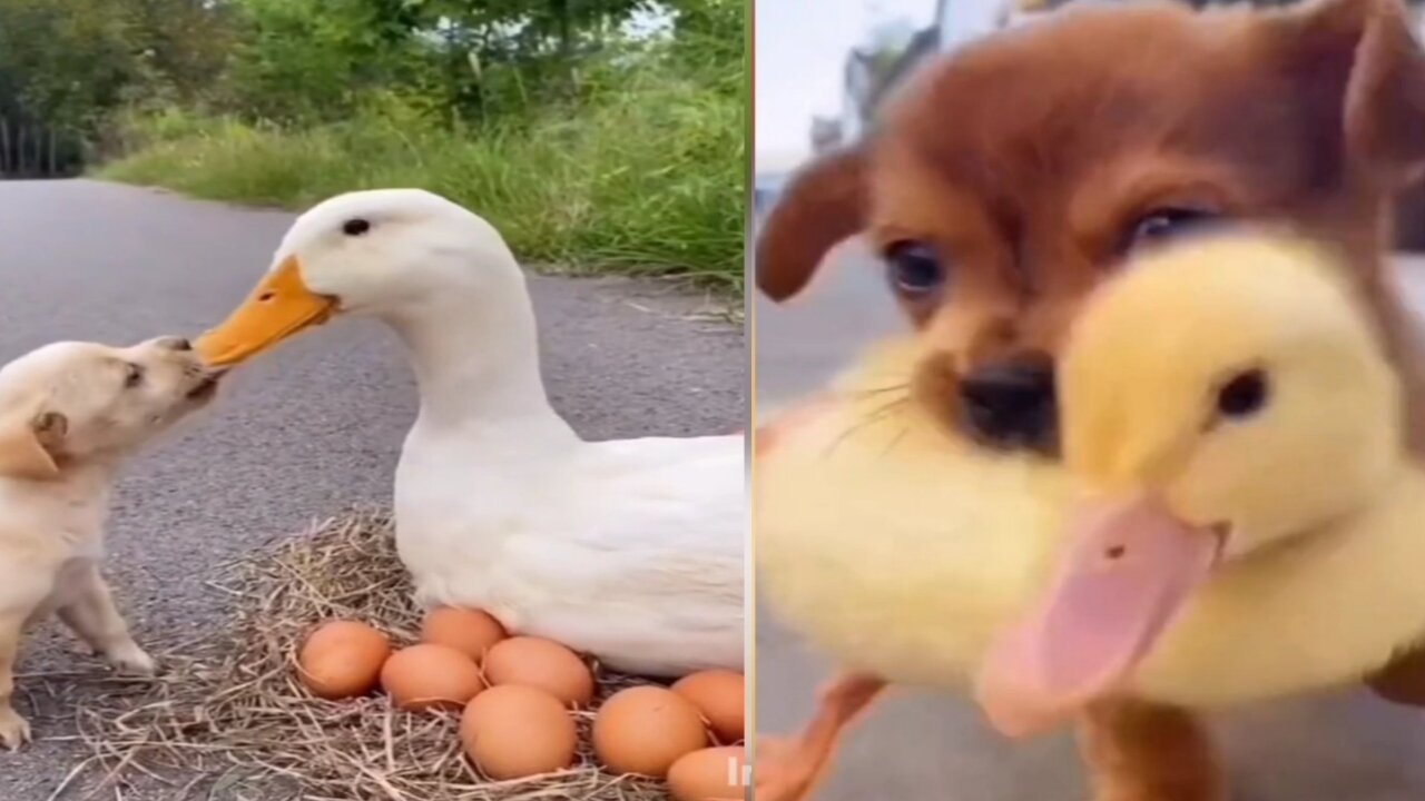 Omg duck and dog funny video