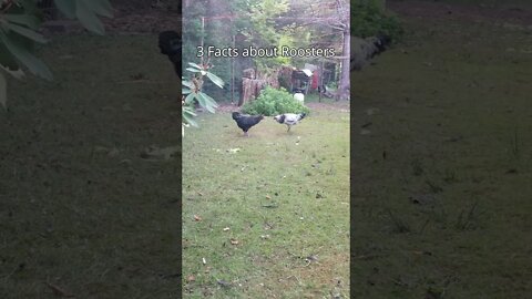 3 Facts about Roosters | Roosters Facts | Rooster Defense