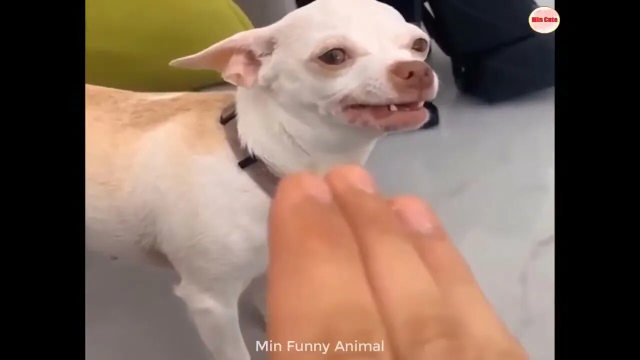 Funniest Animals | Funny Dog And Cat | Funny Animals Video