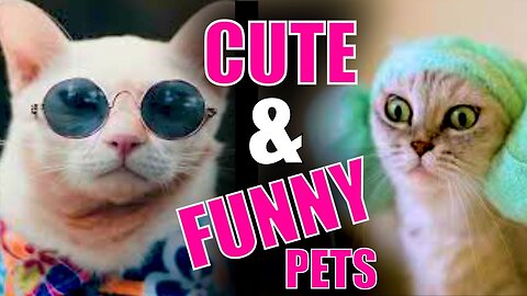 Funny Pets and Animals Compilation