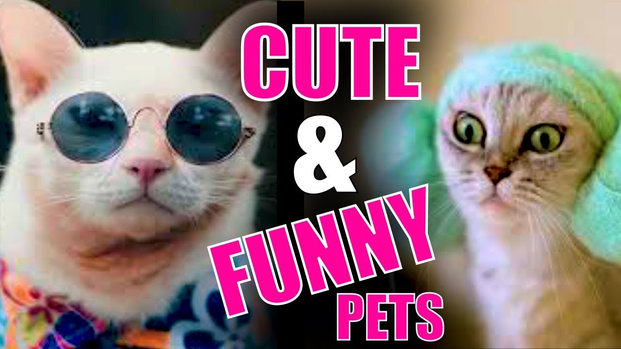 Funny Pets and Animals Compilation