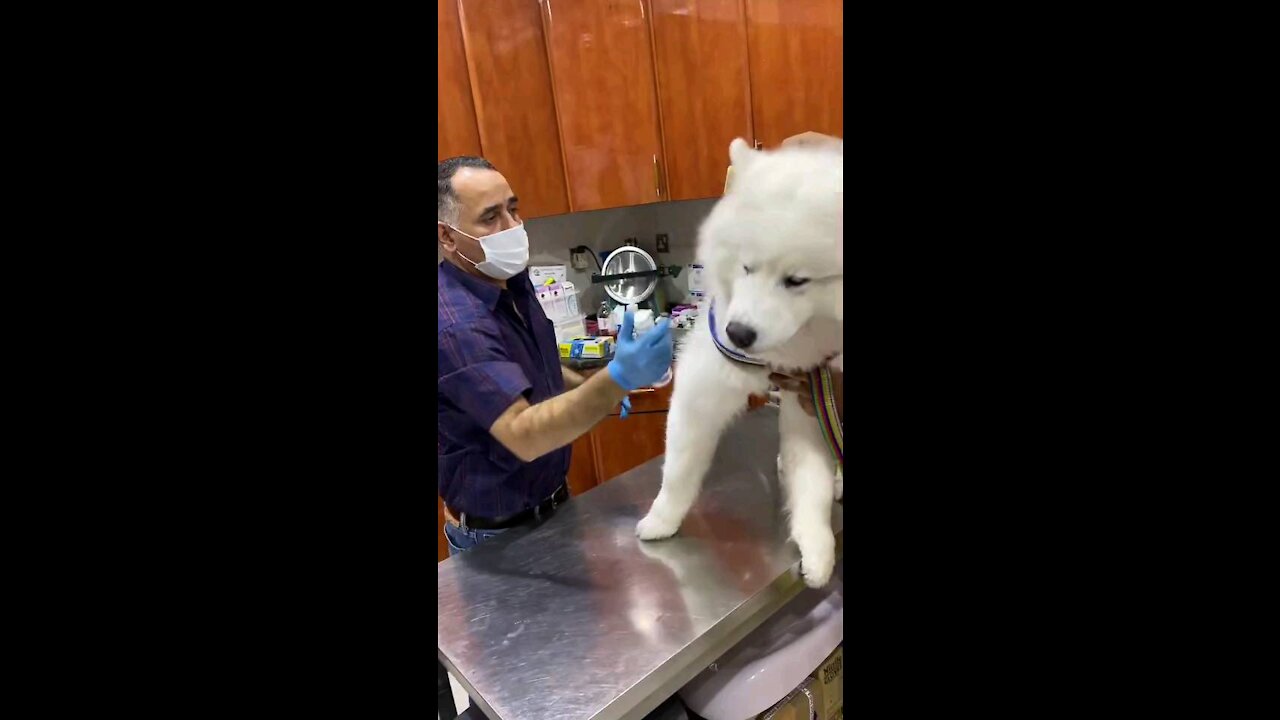 Giving some Vitamins to your pet ❤️