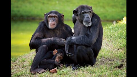 Chimpanzees and Monkeys doing stupid Things