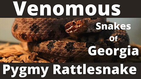 Venomous Snakes Of Georgia: Pygmy Rattlesnake Facts & Information