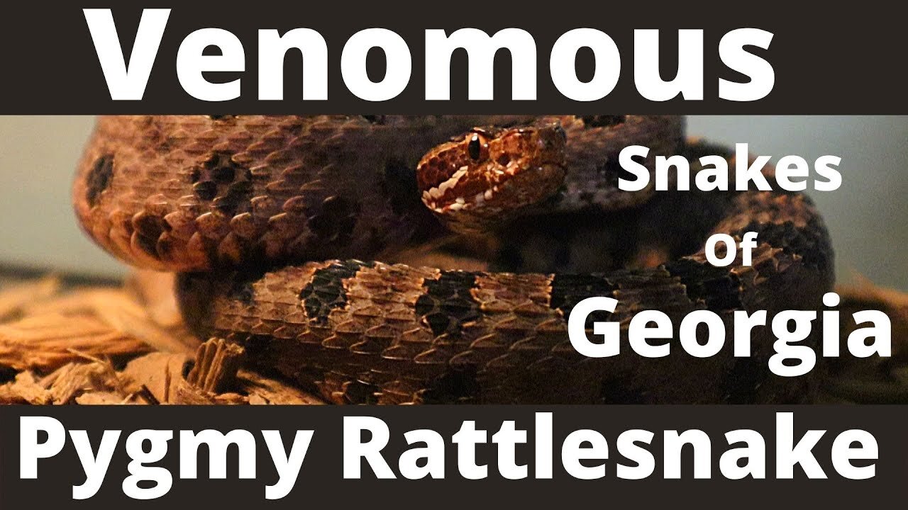 Venomous Snakes Of Georgia: Pygmy Rattlesnake Facts & Information