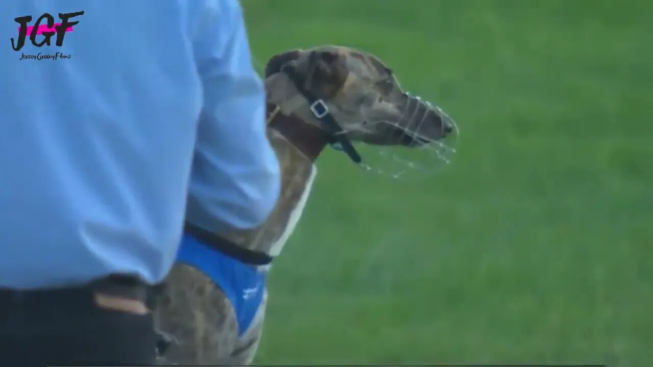 Greyhound dog racing - Track race 480m