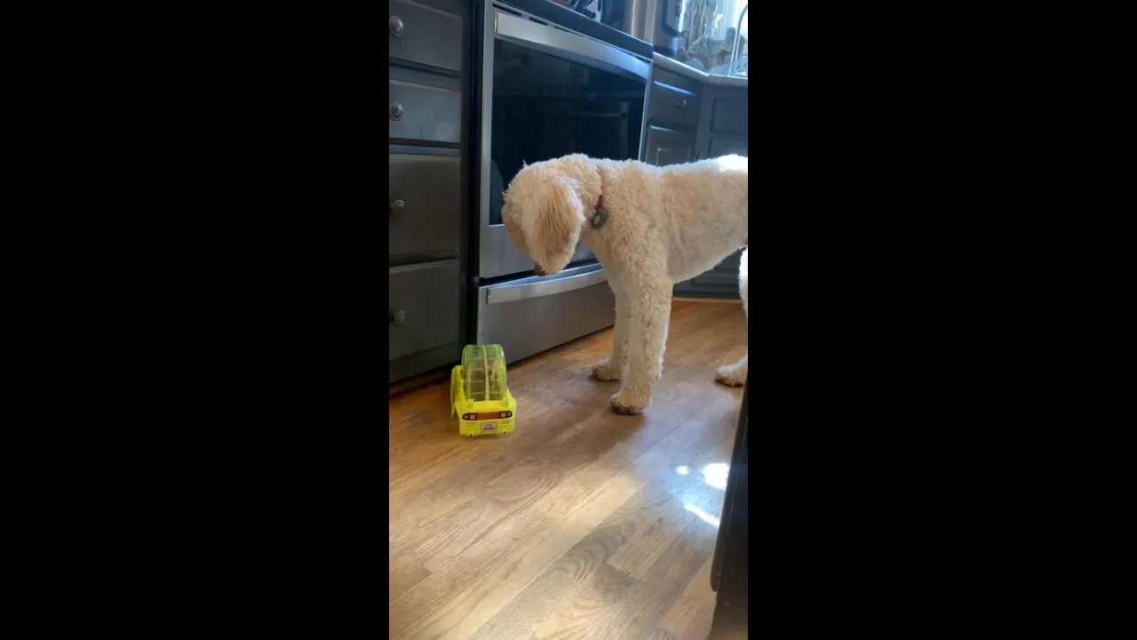 My Dog Reacts To Hamster