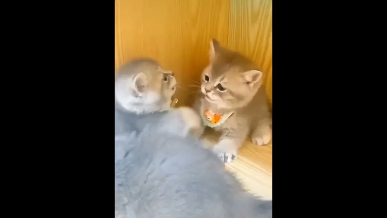 The tiger doesn't outbursts, youWhen I was a little milk cat #