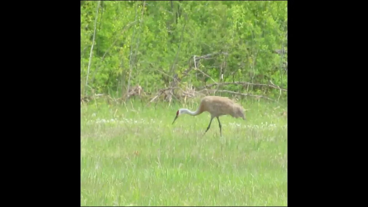 sandhill crane