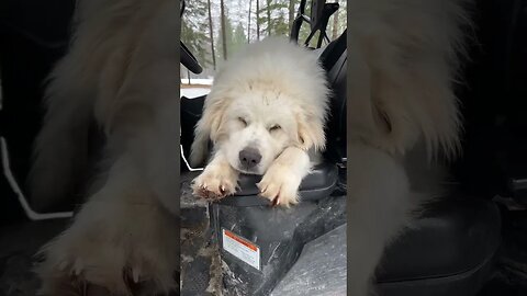 I took a nap! #greatpyrenees #pyrenees #homesteading #countryliving #farmlife #countrylife #doggo