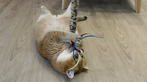 I play with feathers