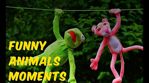 Funny Animals Moment || Funny Animals for Kids