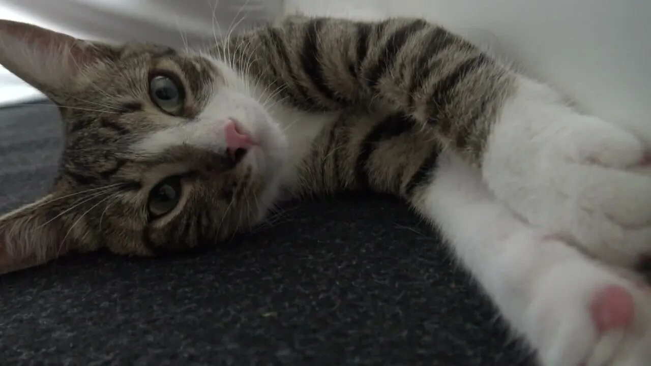 Kitten Stretches His Paws