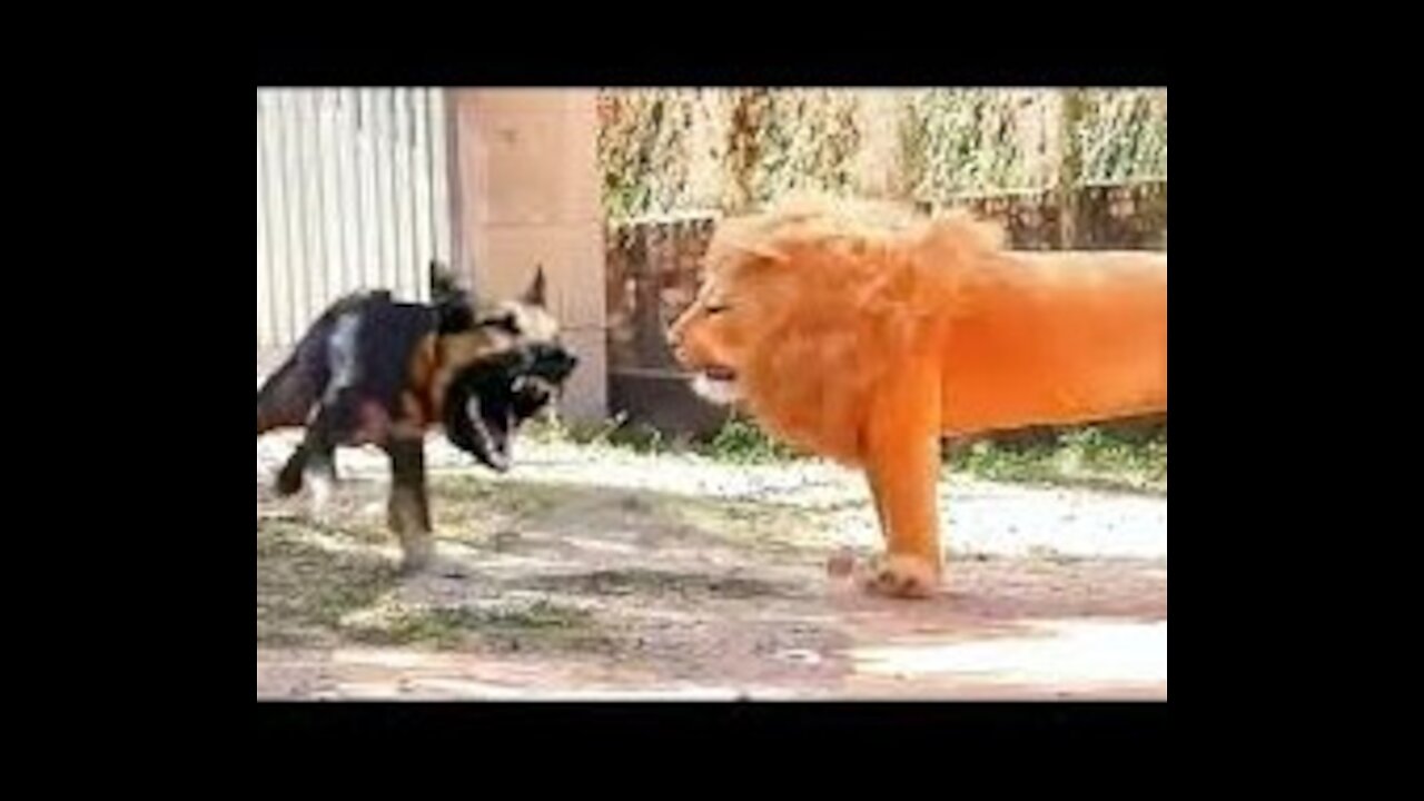 😂😂DOG PRANK FUNNY FAKE DOG LION AND TIGER DOG HILARIOUS!!😂😂