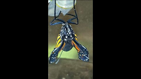 MONARCH CHRYSALIS HOW TO TELL IT WILL EMERGE WIN HALF HOUR