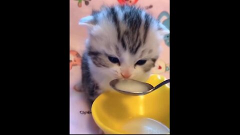 Top Funny Cute Cat Videos