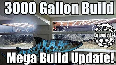 3000 Gallon Marine Shark Aquarium & Mangrove Marine Estuary Mega Update, Plus a Tragic Event.