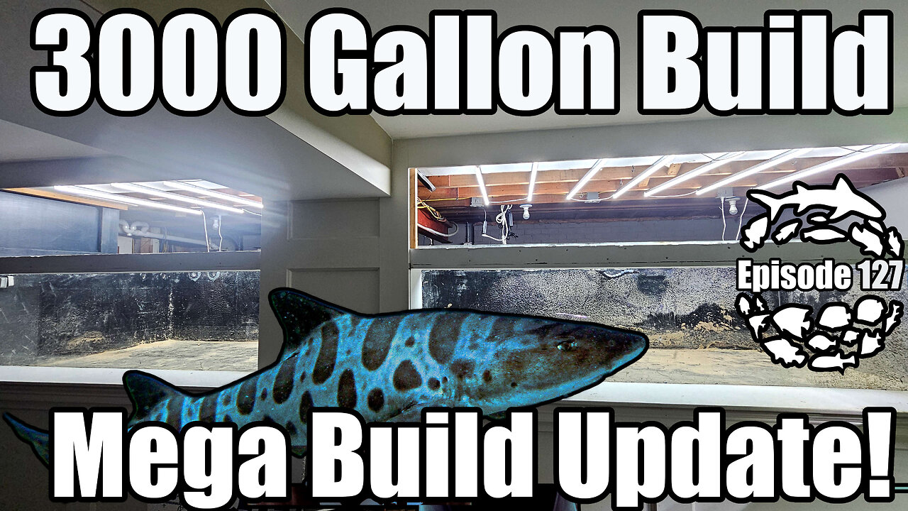 3000 Gallon Marine Shark Aquarium & Mangrove Marine Estuary Mega Update, Plus a Tragic Event.