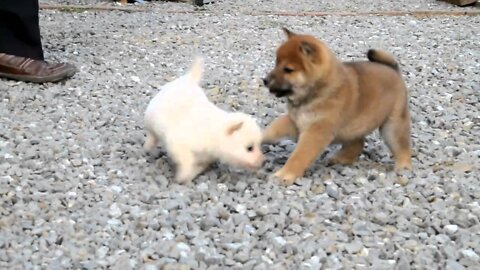 Shiba Inu Puppy White Shiba Female