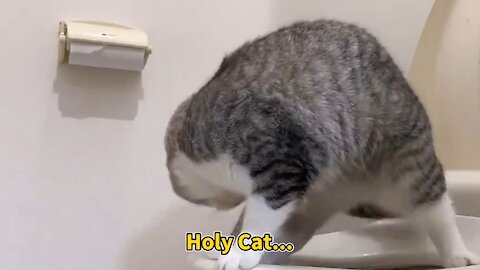 MY CAT USES MY TOILET!