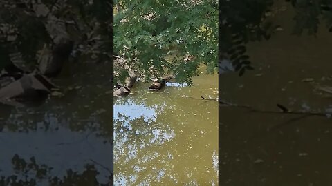 Wildlife around the Farm 🚜 series, Mud Turtles 🐢 on the log 🪵