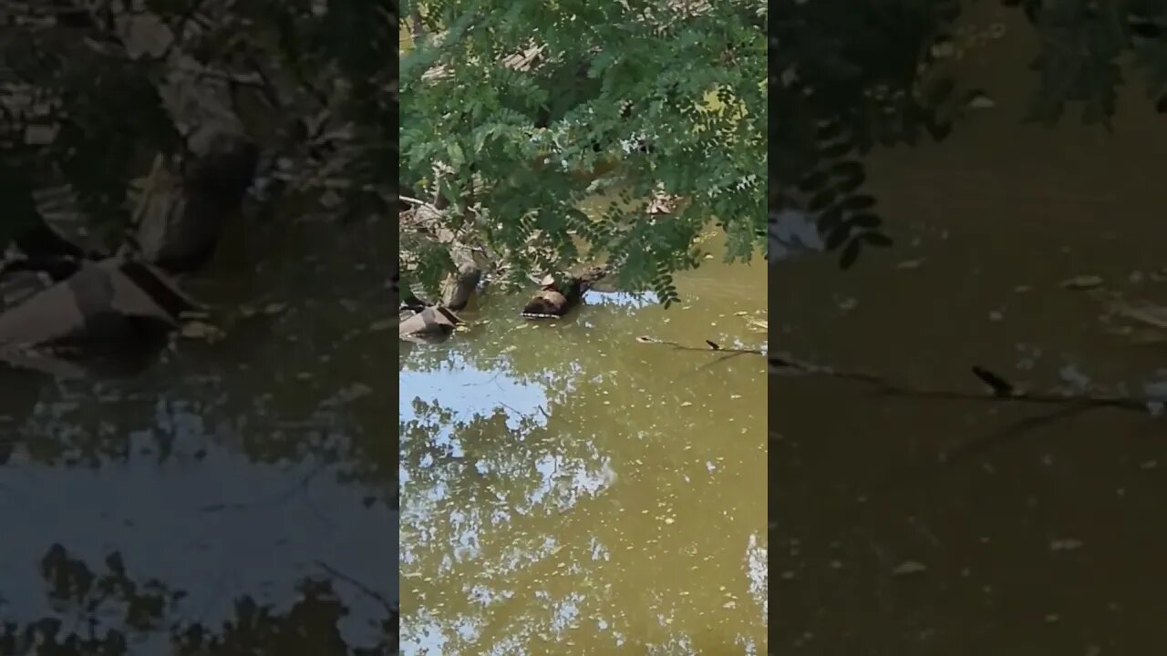 Wildlife around the Farm 🚜 series, Mud Turtles 🐢 on the log 🪵