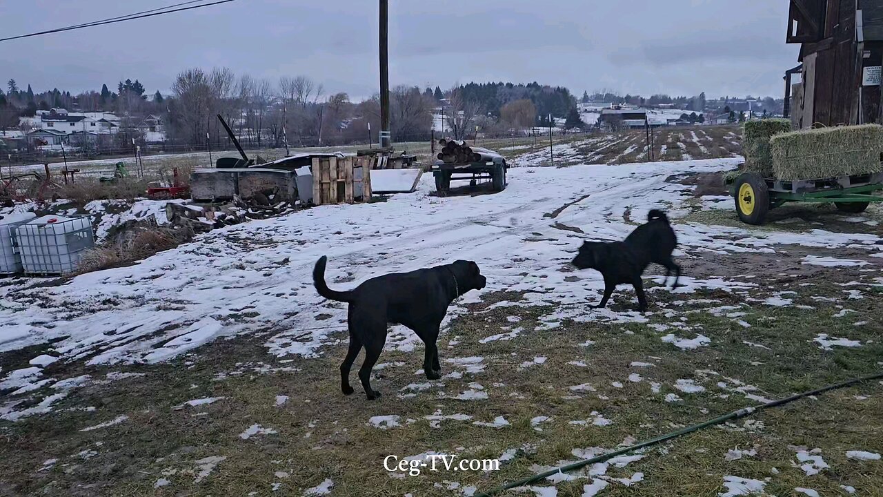 Graham Family Farm: 4:15 PM December 16th 2024