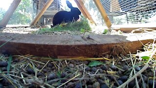 The circle of life with Wilma The Rabbit, in her hutch in Rabbit City