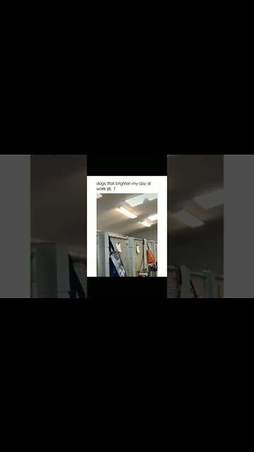 Thw cutest dog 🐕 so adorable 😍 #dog