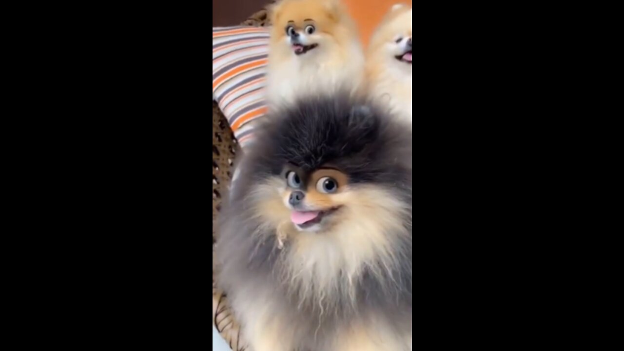 Videos Compilations of Animals